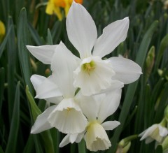 Narcissus (Daffodil) - Dwarf, 'Thalia'.  Loose Per 10 Bulbs.